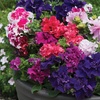 Image 1: Pack of 15 Garden Ready Mixed Variety Petunia Plants