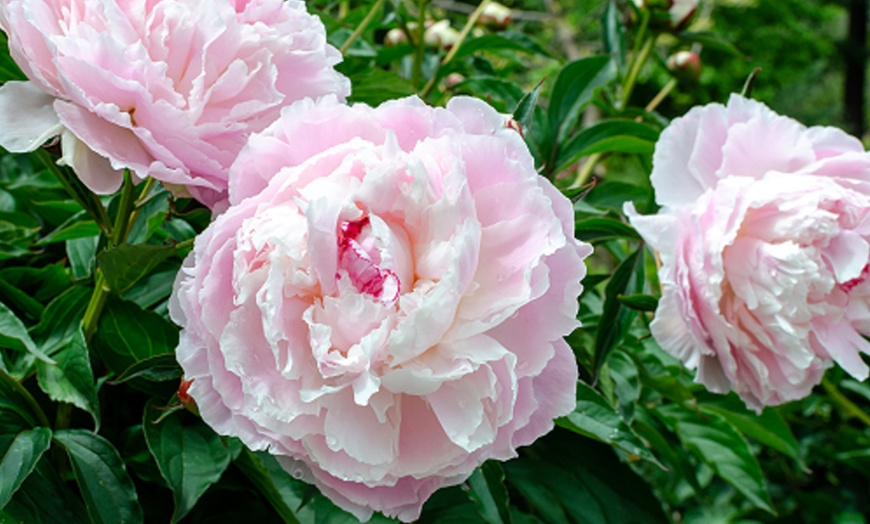 Image 10: Mixed Fragrant Garden Peony Plants