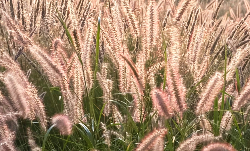 Image 5: Set di Piante Perennials Border Luna, de LunaNatureNest