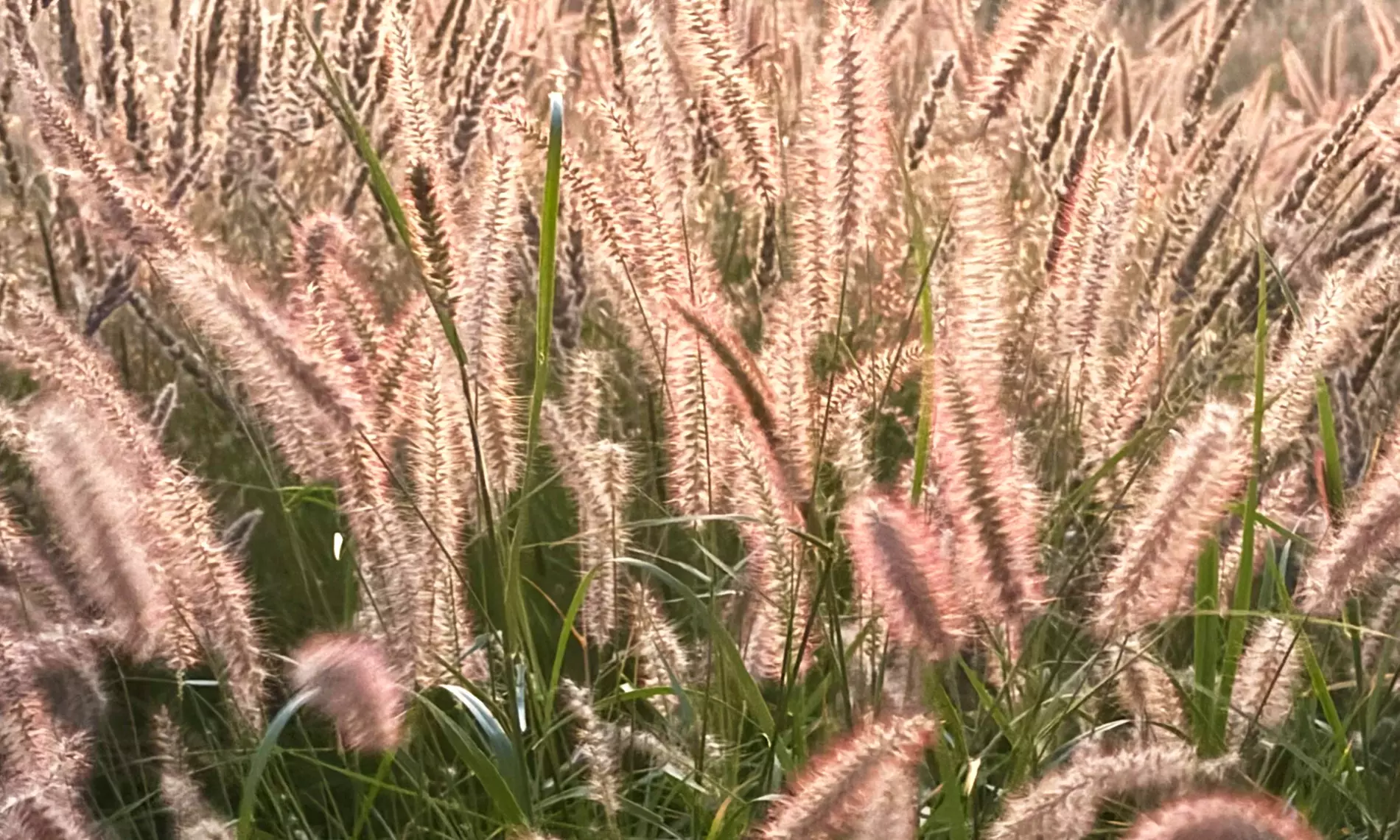 Mehrjähriges Set „Luna“ mit 9 Pflanzen