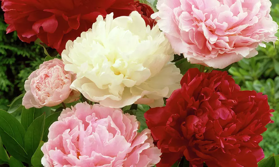 Pre-Order: Peony Bare Root Plants (6-Pack) - Primary Image