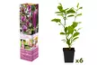 3 o 6 piante di magnolia assortite - Image 4