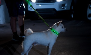 Bagoo LED Reflective Collar