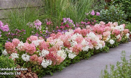 Groupon Unisex White One Or Two Hydrangea Paniculata Groundbreaker Potted Plants: One