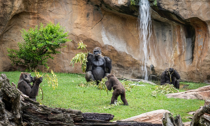 Image 17: Vive un viaje educativo y salvaje con una entrada a Bioparc Fuengirola