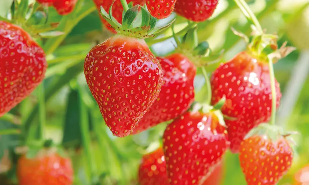 Summer Strawberry Harvest Collection