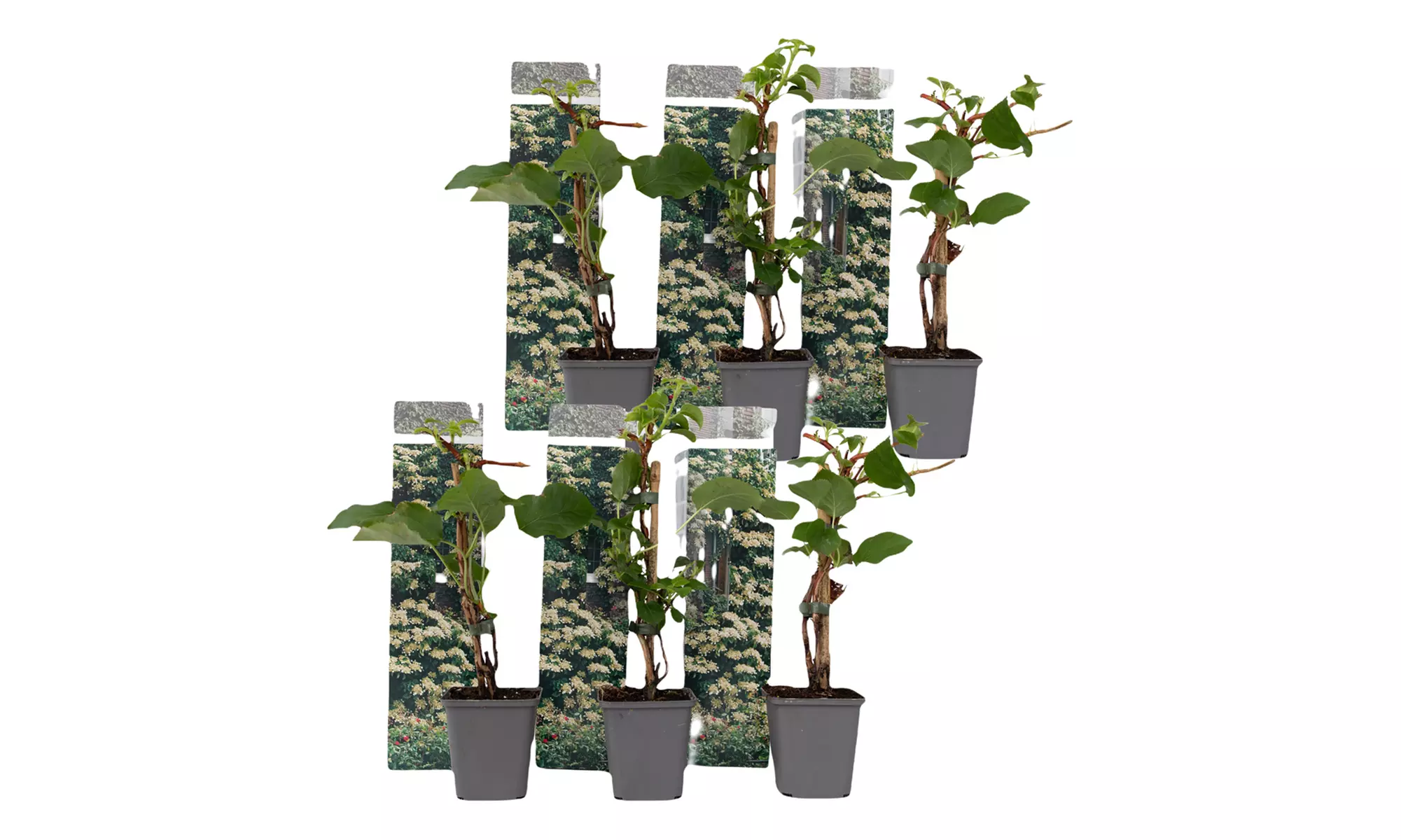 3er- oder 6er-Set Kletterhortensien mit Blüten in Weiß, inkl. Versand - Second Medium