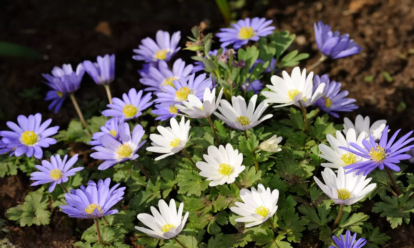 Colorful Anemone Blanda Bulbs: 15, 30, 75-Pack with Planting Tool