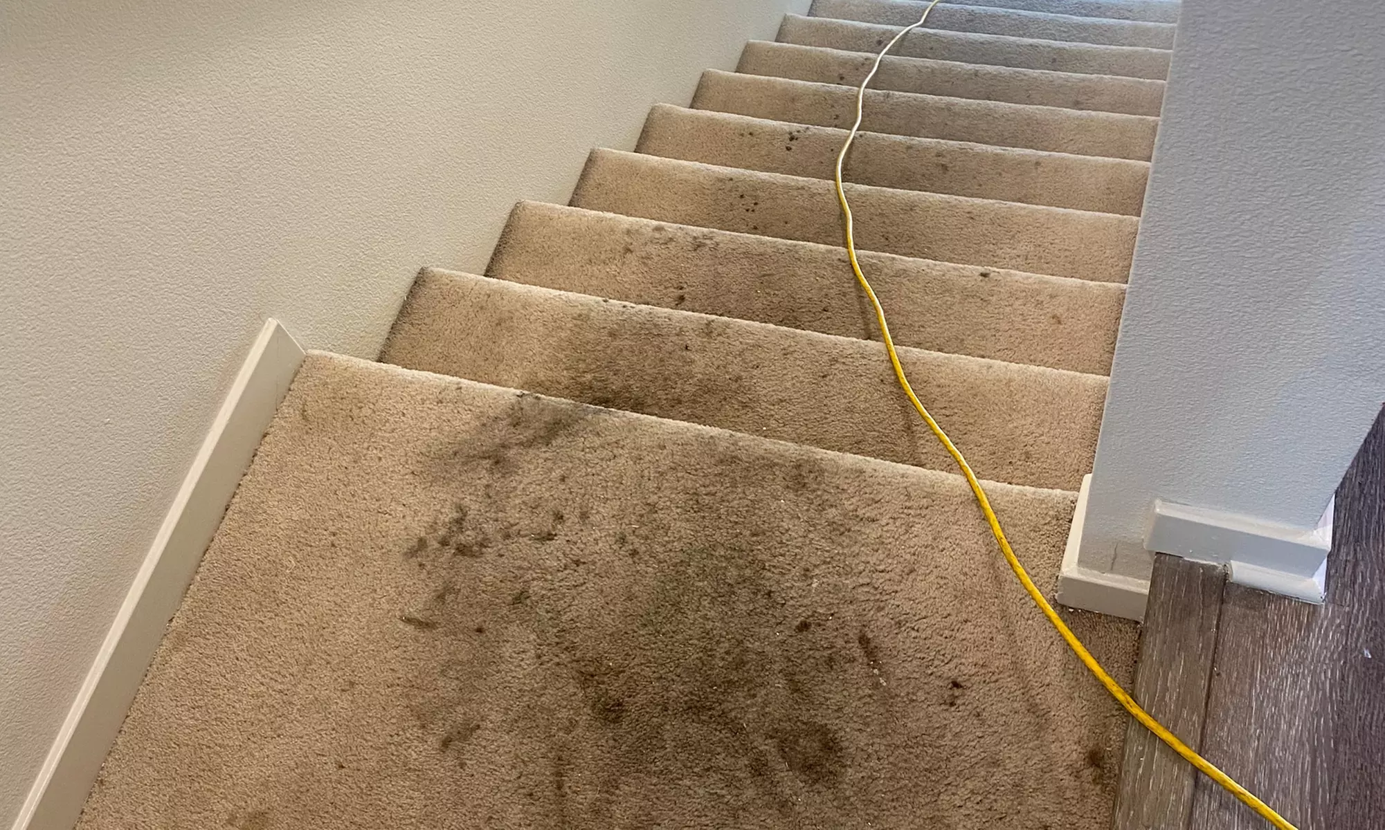 Feel Fresh: Carpet Cleaning for 3 or 5 Rooms or Upholstery Cleaning