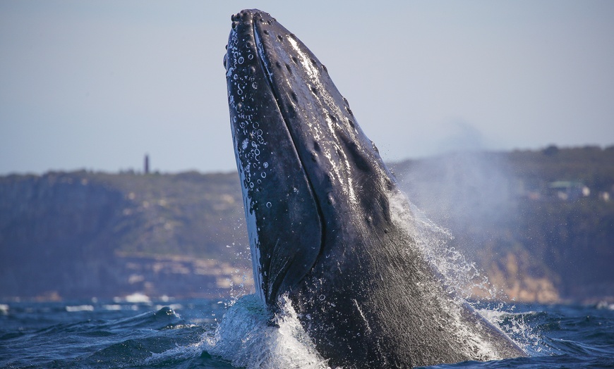 Image 2: Join Whale Watching Sydney for a 2-Hour Express Whale Watching Cruise