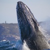Image 2: Join Whale Watching Sydney for a 2-Hour Express Whale Watching Cruise