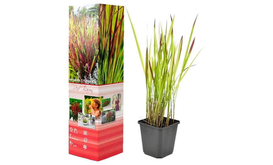 Image 7: Lote de 4 u 8 plantas de hierba de sangre japonesa de Gardenzo