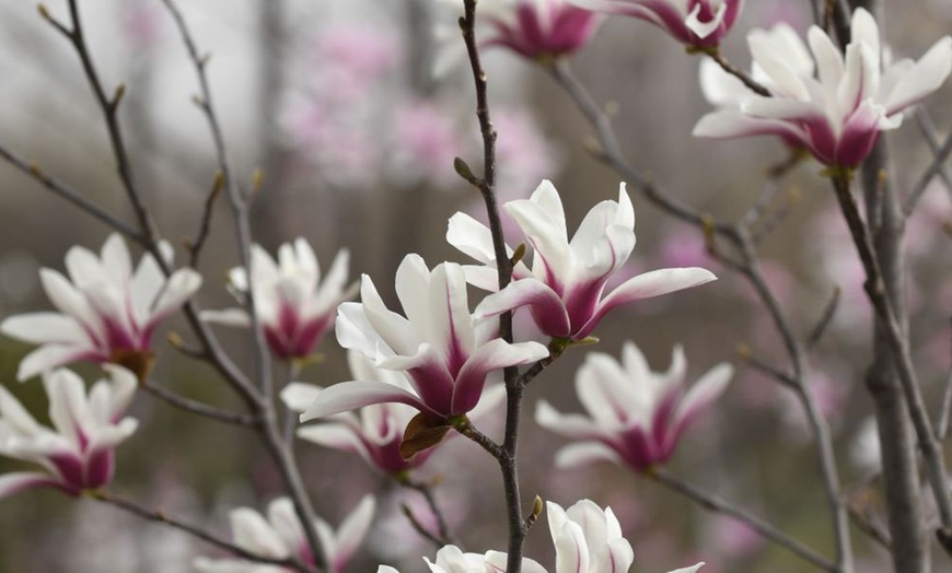 Image 9: Magnolia Patio Standard Trees - 5 Varieties to Choose From