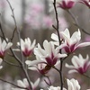 Image 9: Magnolia Patio Standard Trees - 5 Varieties to Choose From