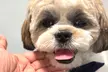 Up to 46% Off on Pet Grooming at Ms Barber Dog - South Houston & Katy - Second Medium