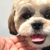 Image 2: Up to 26% Off on Pet Grooming at Ms Barber Dog