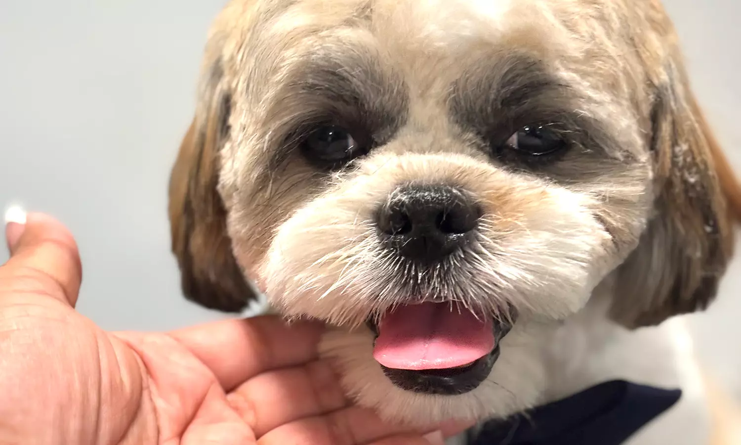 Up to 40% Off on Pet Grooming at Ms Barber Dog