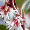 Image 2: Scented ‘Winter Gem’ Sarcococca confusa - Up to 4 Potted Plants