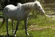 Discover the Joy of One, Two or Four Horseback Riding Lessons for a Child- 60 Min @ Pony Coach (Up to 10%Off) - Second Medium