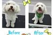 Christmas Full Grooming Packages for Small, Medium & Large Dogs at Paw Studio Services (Up to 28% Off) - Second Medium