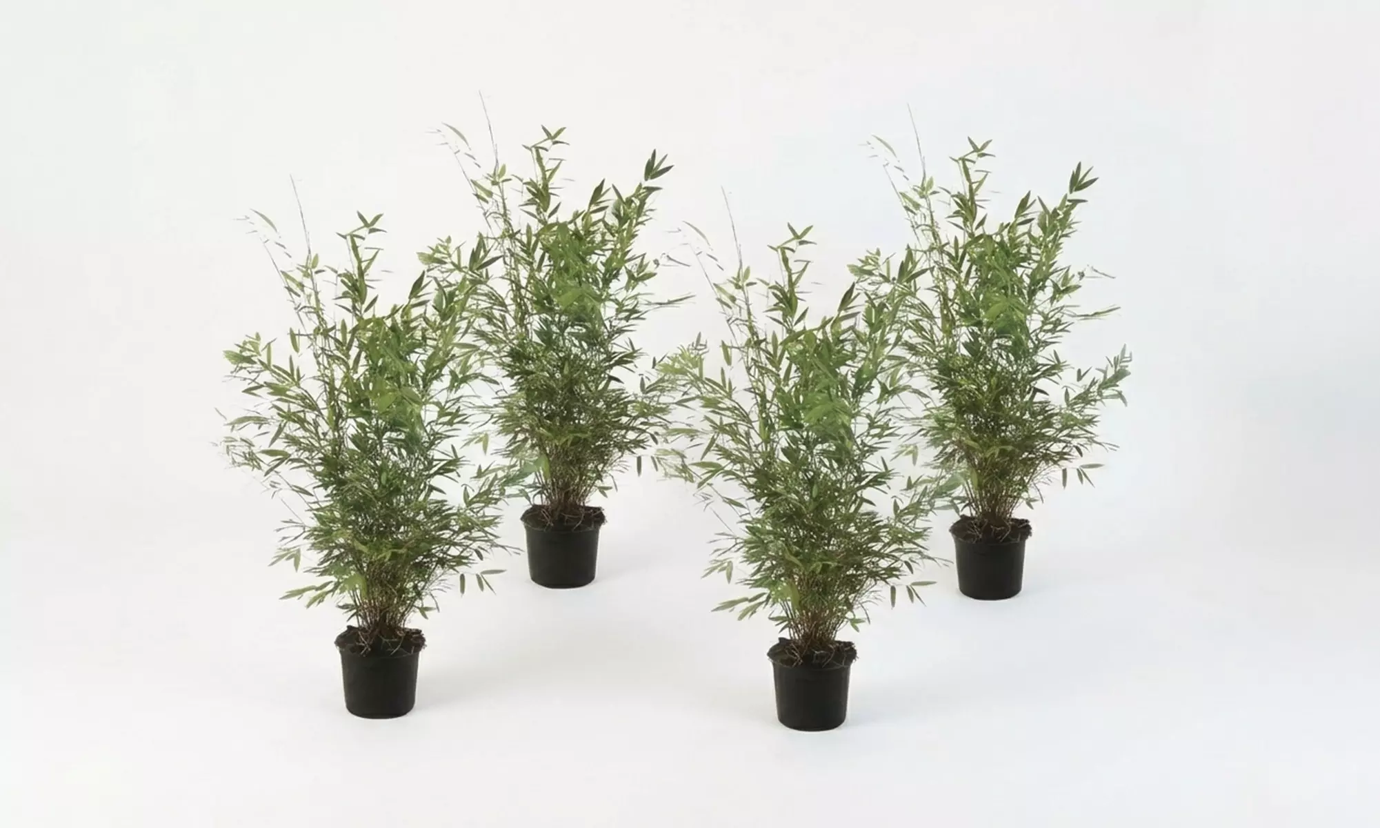 1 o 2 plantas de Fargesia Red Dragon