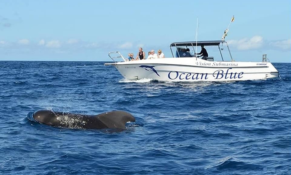 Excursión en barco de 2 horas con comida y bebida