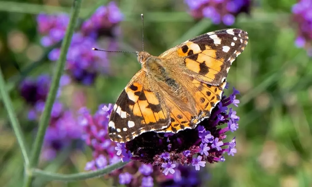 24 Wildlife Friendly Perennial Plants