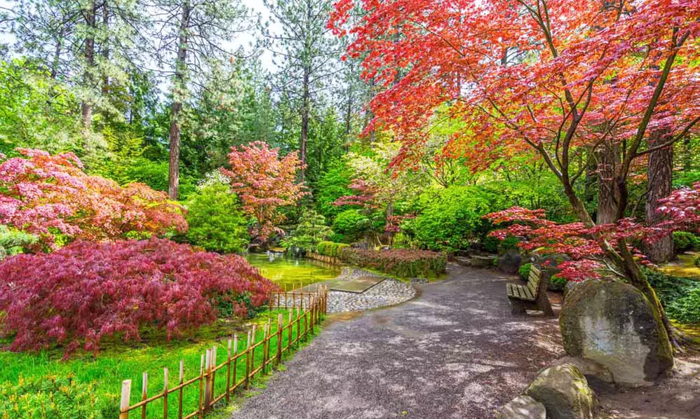 4 o 8 aceri giapponesi per esterni - Primary Image