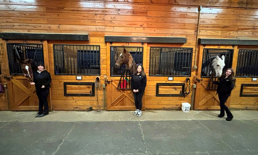 Image 2: One or Two 30-Minute Horseback Riding/Driving Lessons