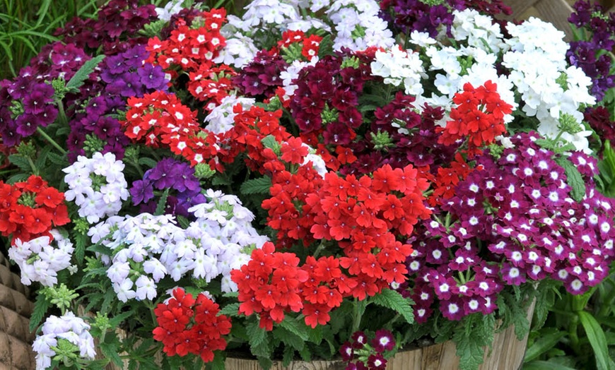 Image 5: Verbena Quartz Mix Garden-Ready Plants