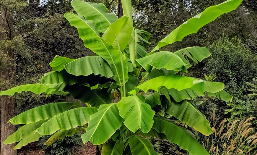 Image 1: One or Three Japanese Banana Musa Basjoo Plants