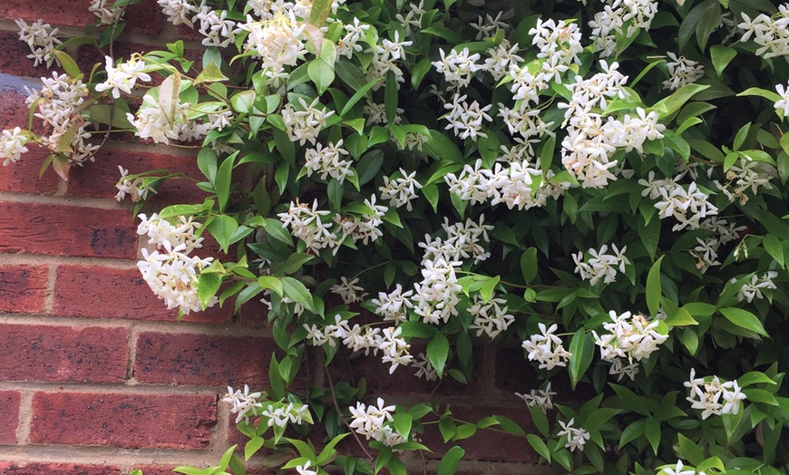 Image 2: 2x Sternjasmin "Trachelospermum jasminoïdes"