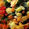 Image 11: Begonia Garden Ready Plants - 15 or 30 Plants
