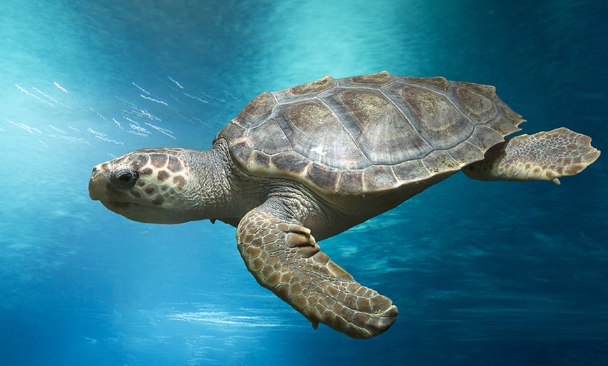 Image 1: Oceanarium Experience for One Adult, Child, Senior or Family of Upto 5