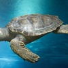 Image 1: Oceanarium Experience for One Adult, Child, Senior or Family of Upto 5