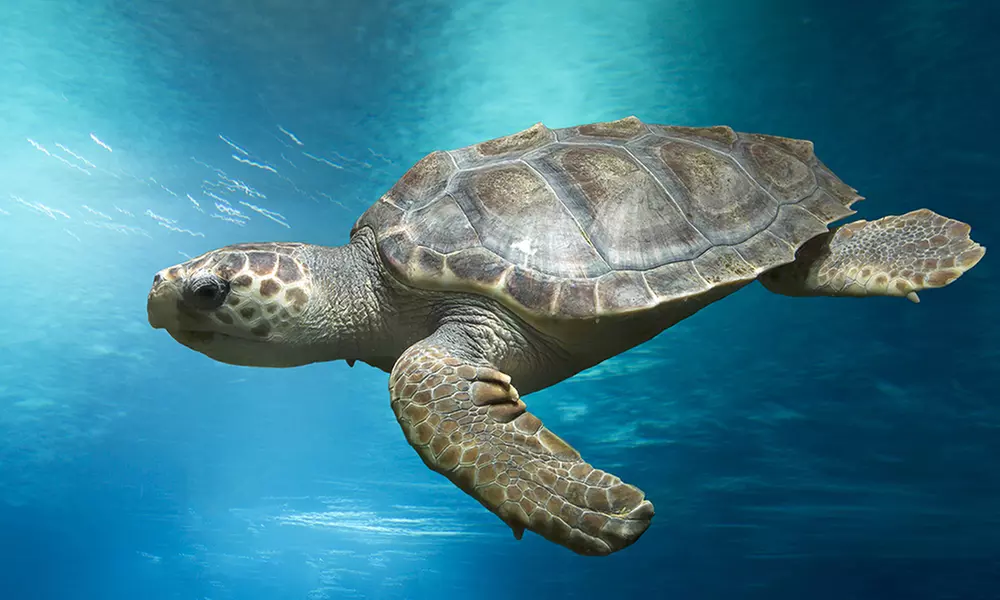 Oceanarium Experience for One Adult, Child, Senior or Family of Upto 5