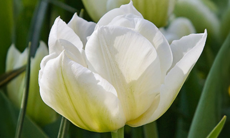 Image 3: 14x oder 21x Tulpen-Blumenzwiebel „Tulipa Northcap“