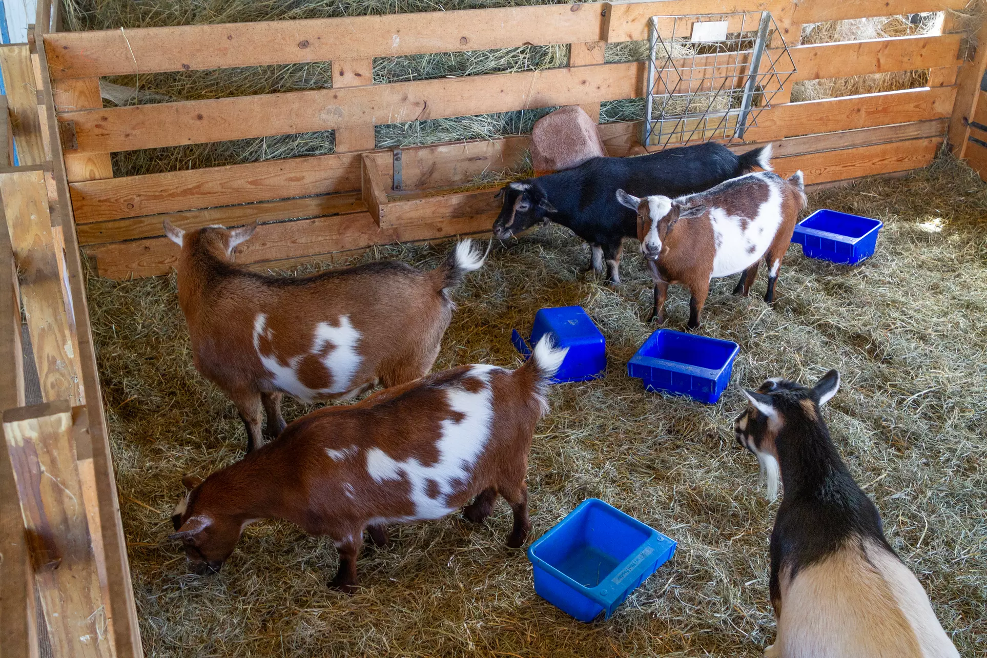 Weekend Activity Wristbands at Keller's Farmstand