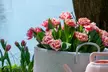 10, 15 oder 20x Tulpen-Blumenzwiebel in Weiß-Rosa - Image 3