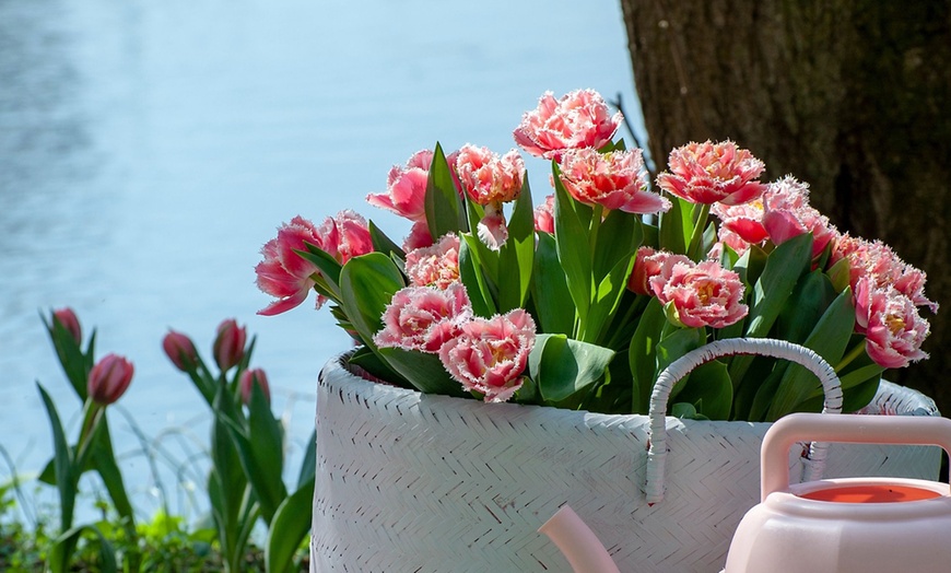 Image 3: 10, 15 oder 20x Tulpen-Blumenzwiebel 