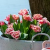 Image 3: 10, 15 oder 20x Tulpen-Blumenzwiebel 