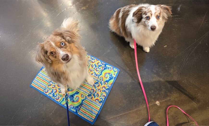 Image 3: Engage Your Pup with Games and Lessons