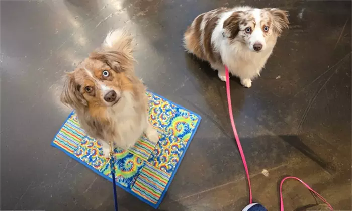 Engage Your Pup with Games and Lessons