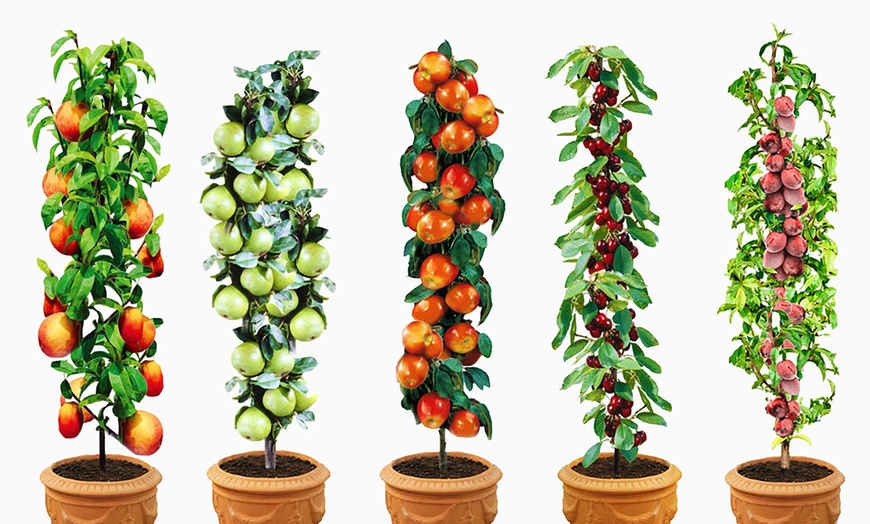 Image 2: Arbres fruitiers 90 cm