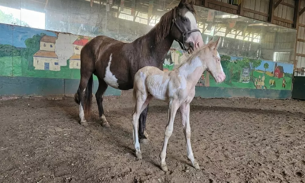 Horseback Riding Adventures on Scenic Trails