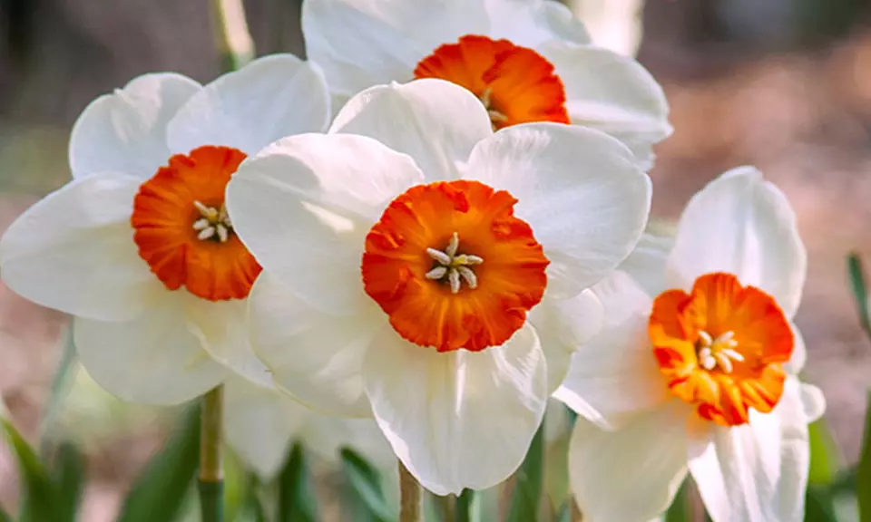 Riot Red Daffodil Flower Bulbs (6-, 9-, or 15-Pack with Bulb Planter)  - Primary Image