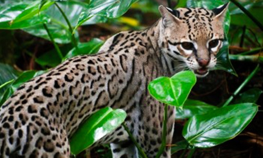 Image 6: Entradas al Zoo de Lillo para 2 adultos, 2 adultos y 1 niño o 2 niños