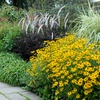 Image 4: Up to 36 Potted Cottage Garden Perennial Plants