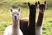 Alpaca Adventure: Meet & Trek a New Fluffy Friend in Bishop Auckland - Image 3