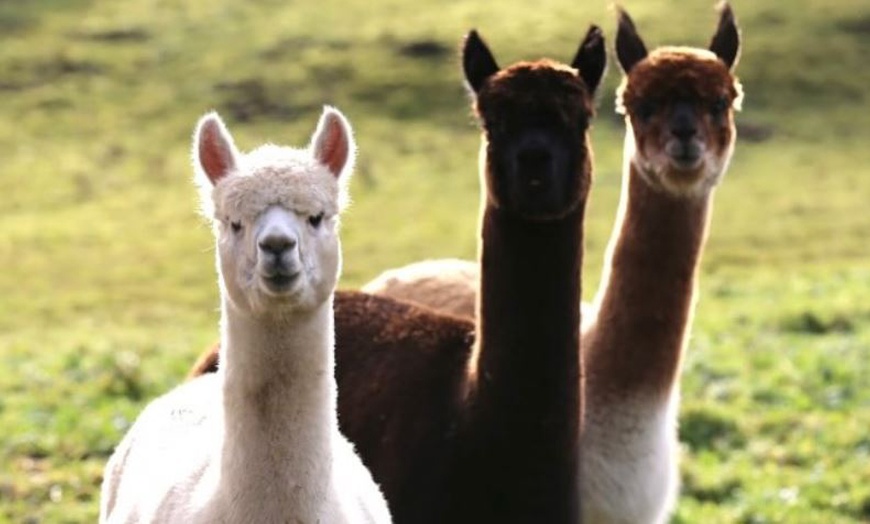 Image 5: Ultimate Alpaca Adventure: Meet & Greet & Trek